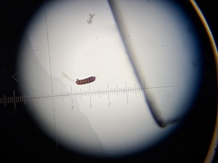 Phragmidium bulbosum