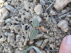 Claytonia obovata