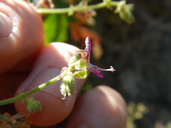 Pelargonium hispidum
