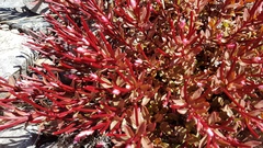 Epilobium porphyrium