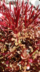 Epilobium porphyrium