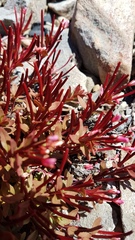 Epilobium porphyrium