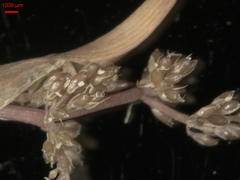 Coleanthus subtilis