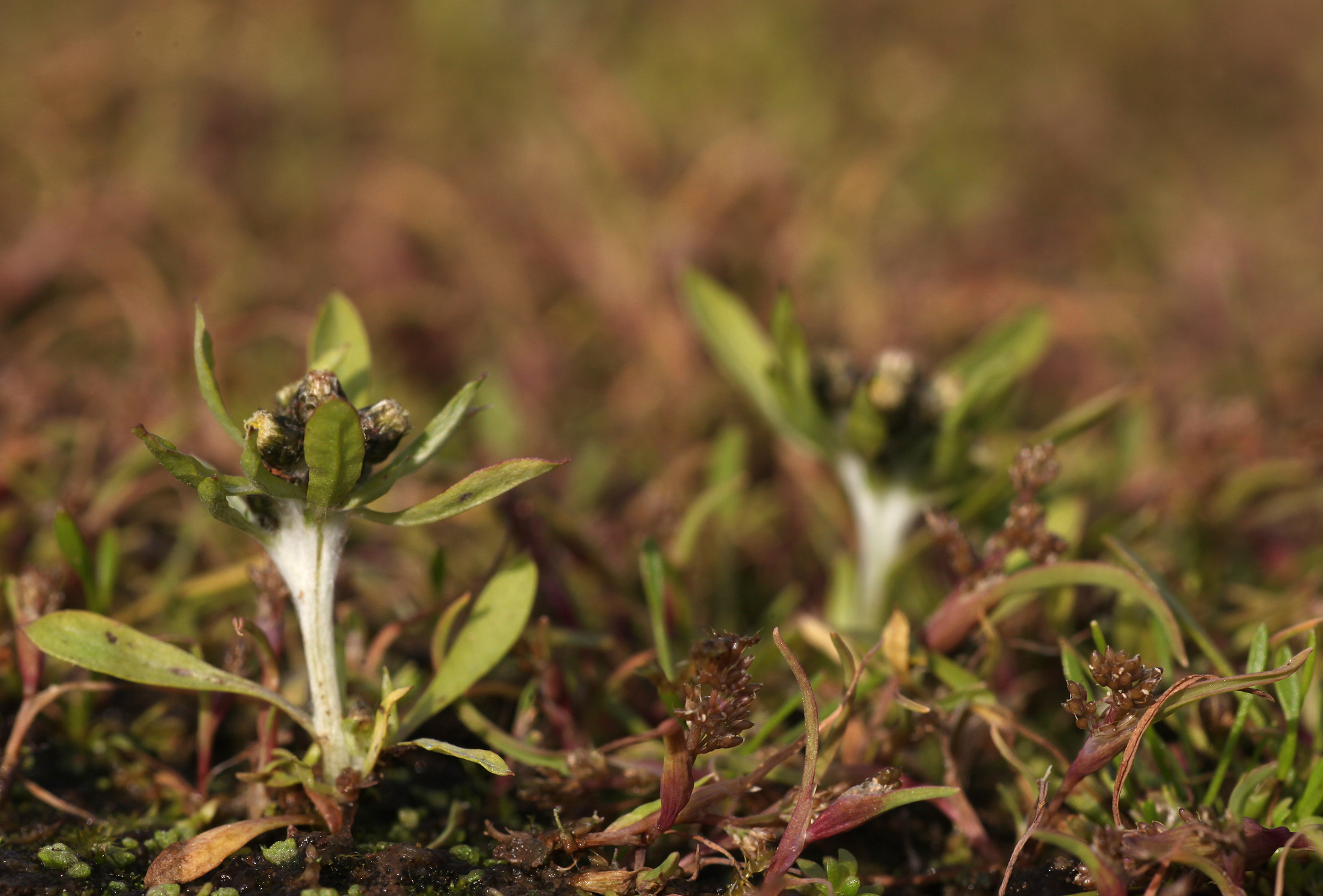 Coleanthus