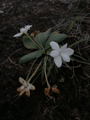 Rhodohypoxis