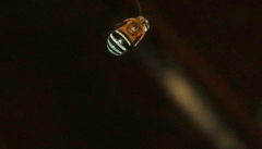 Amegilla cingulata