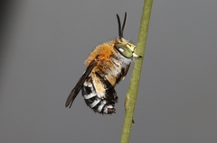 Amegilla cingulata