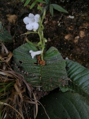 Streptocarpus pusillus