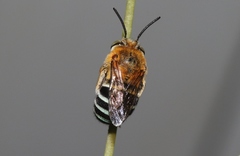 Amegilla cingulata