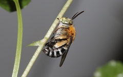 Amegilla cingulata