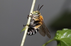 Amegilla cingulata