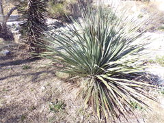 Dasylirion cedrosanum