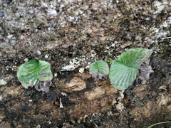 Streptocarpus pusillus