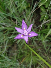 Moraea inclinata