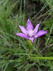 Moraea inclinata