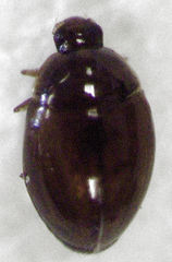 Orthoperus atomarius