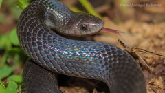 Mexican Hook-Nosed Snake photo 5