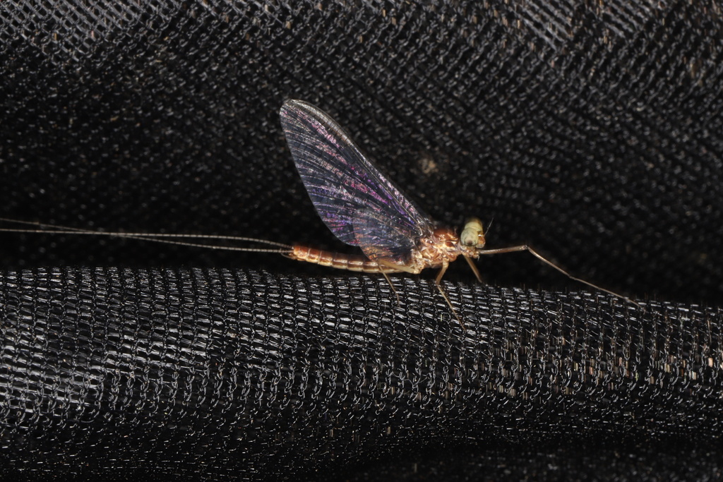dusky flat-headed mayfly