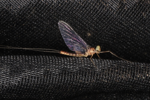 dusky flat-headed mayfly