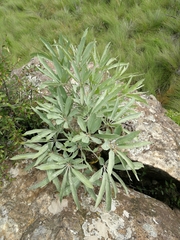 Cussonia paniculata