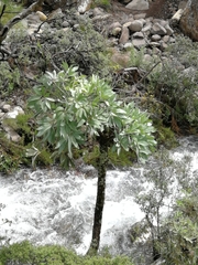 Cussonia paniculata