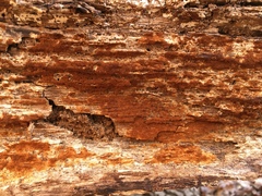 Botryobasidium simile