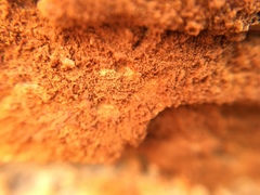 Botryobasidium simile