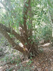 Bravaisia integerrima