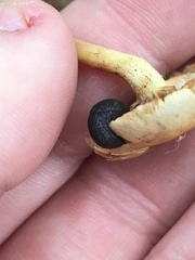 Prophysaon dubium