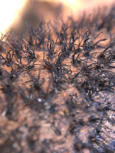 Peroneutypa scoparia image