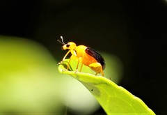 Apoderinae