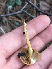 Prophysaon dubium