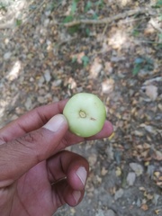 Bravaisia integerrima