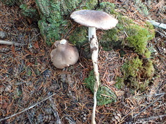 Rhodocollybia oregonensis