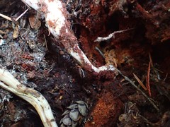 Rhodocollybia oregonensis