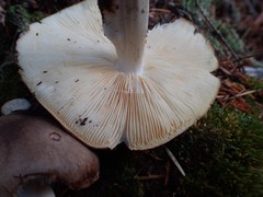 Rhodocollybia oregonensis