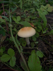 Amanita flavescens
