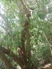 Bravaisia integerrima