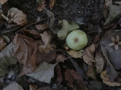 Bravaisia integerrima