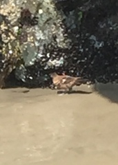 Cinclodes taczanowskii