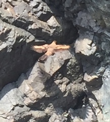 Cinclodes taczanowskii