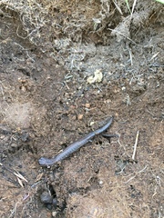 Batrachoseps major major