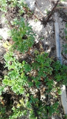 Artemisia campestris maritima