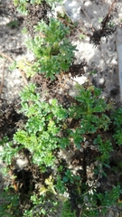 Artemisia campestris maritima