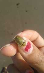 Anacassis nigroscutata