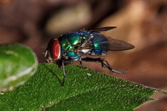 Lucilia illustris