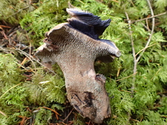 Hydnellum fuscoindicum