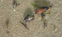 Poecilaspidella duplicata