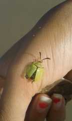 Paraselenis suspecta