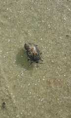 Poecilaspidella duplicata